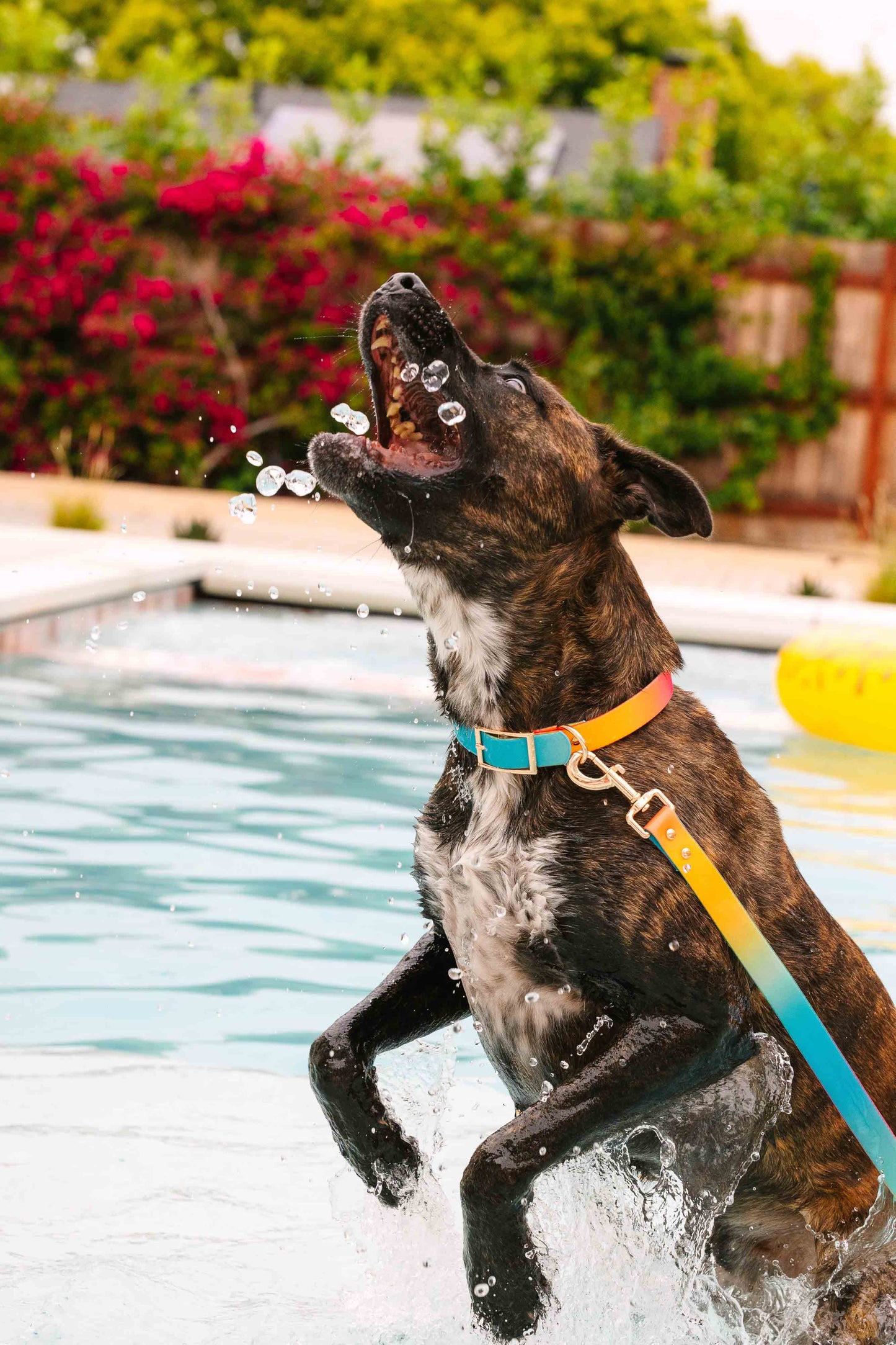 Pippa Waterproof Dog Collar | Swim Dog Collar: S