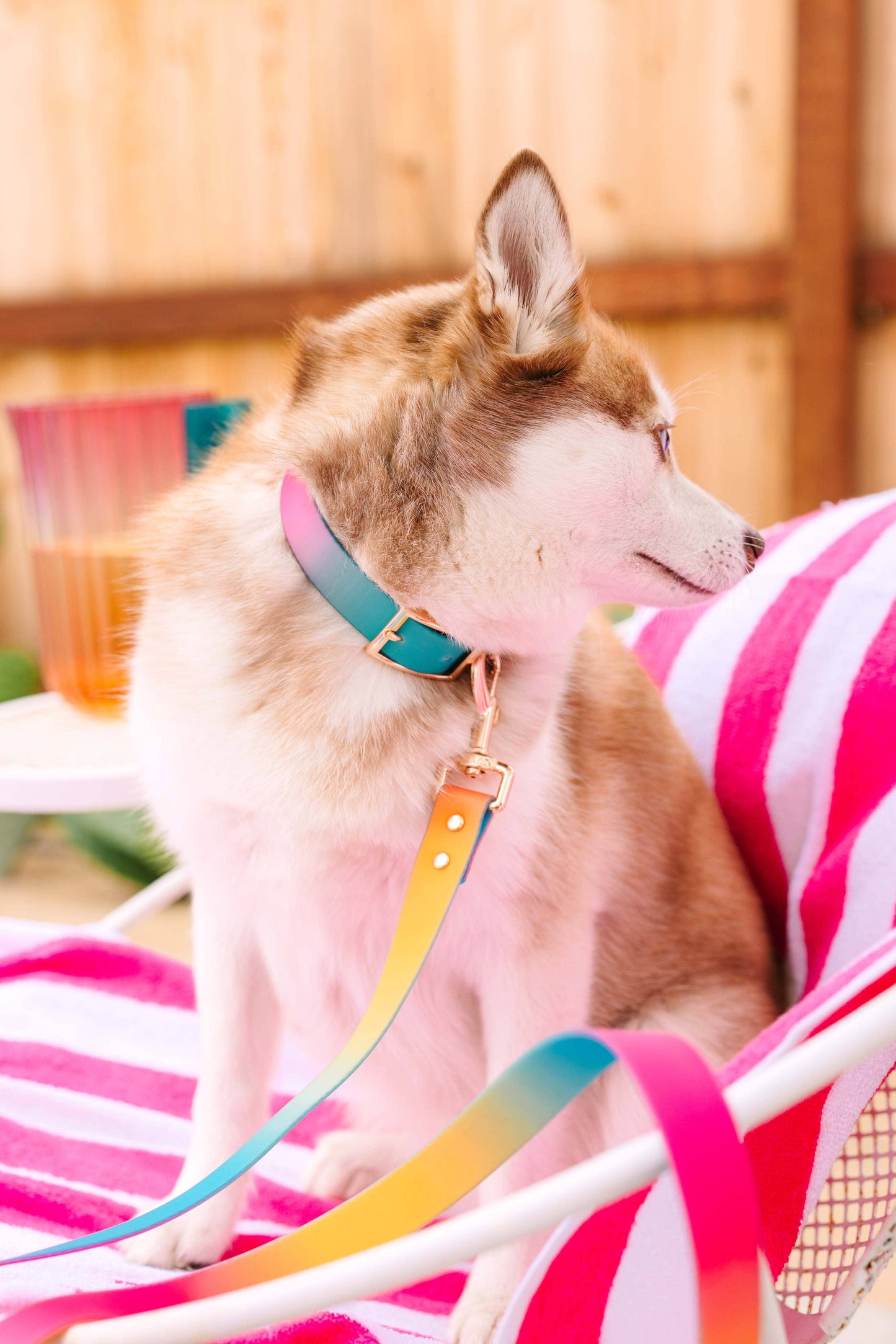 Pippa Waterproof Dog Collar | Swim Dog Collar: S