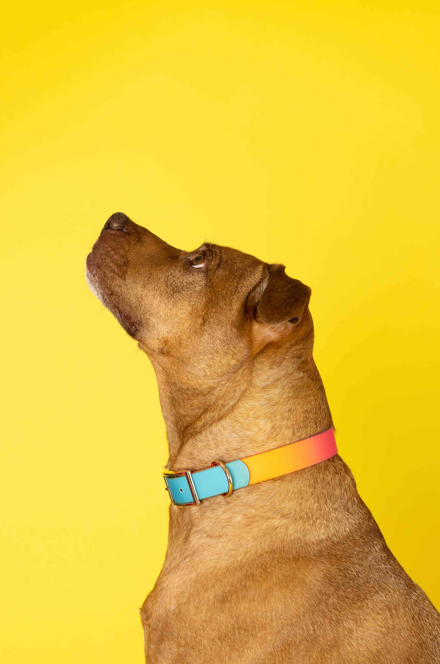 Pippa Waterproof Dog Collar | Swim Dog Collar: S