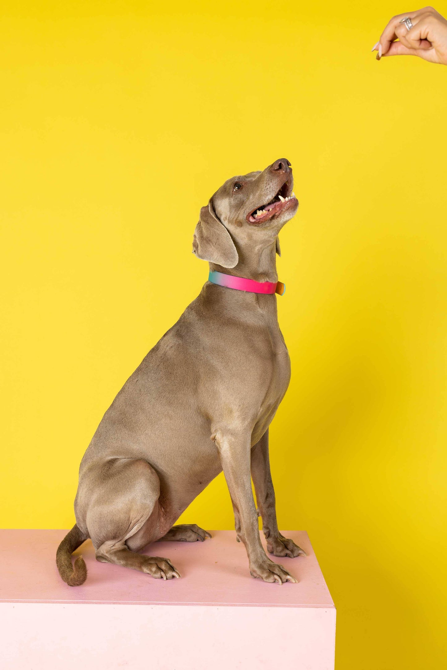 Pippa Waterproof Dog Collar | Swim Dog Collar: XS