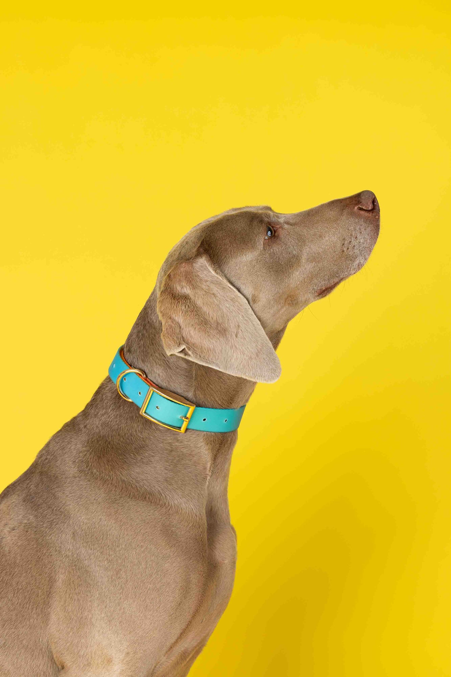 Pippa Waterproof Dog Collar | Swim Dog Collar: S