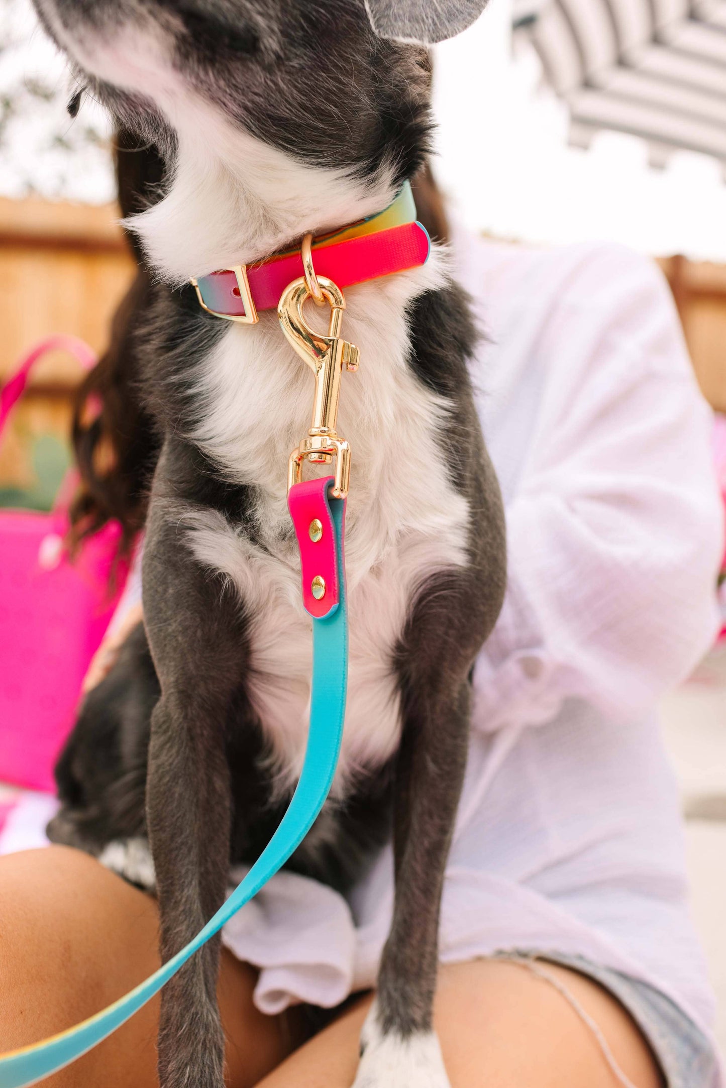 Pippa Waterproof Dog Collar | Swim Dog Collar: S